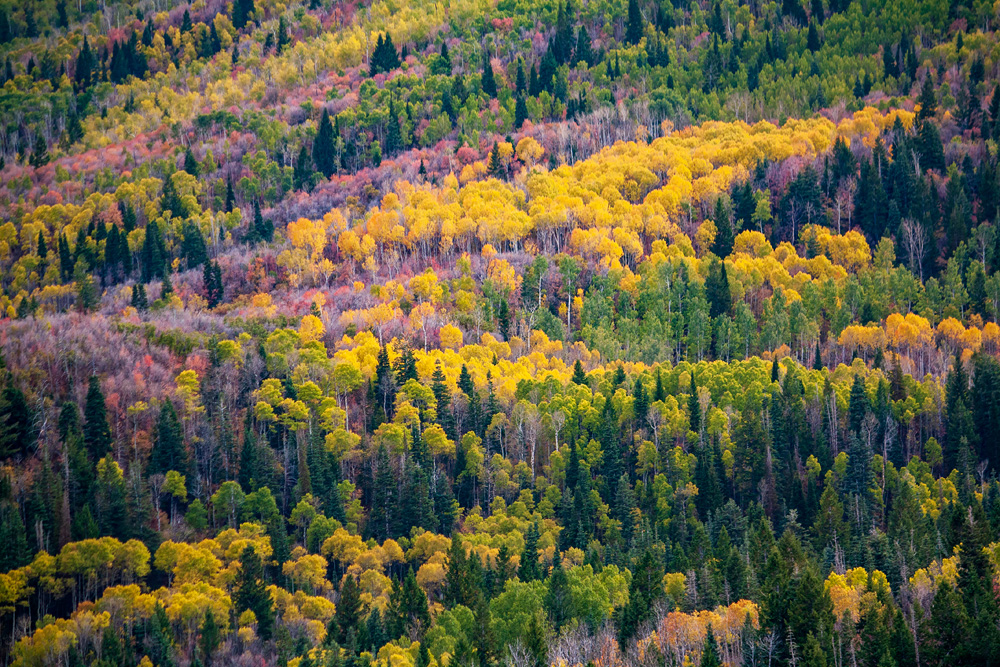 Aspens